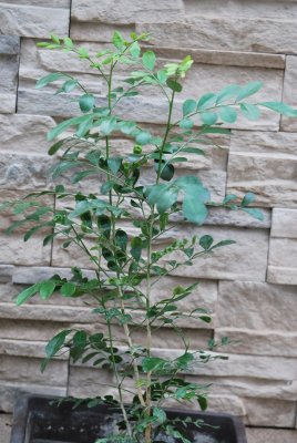 Murraya paniculata - pomerančový jasmín